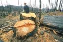 cut tree.jpg