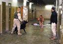 abughraib_dog_torture_430,0.jpg