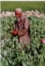 poppygrower.gif