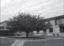 jena-6-tree.jpg