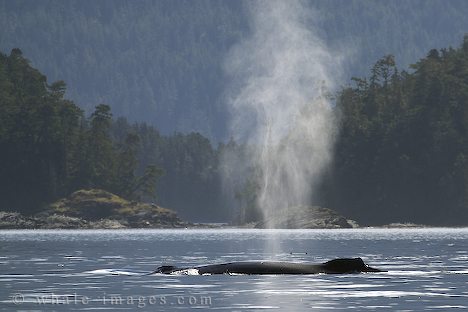endangered-species_27.jpg