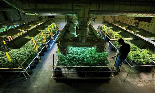 medicalmarijuana2